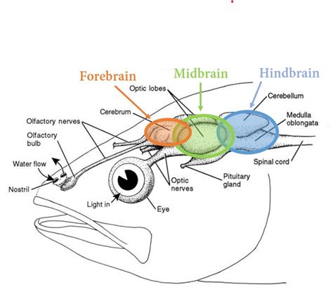 study of fish|Fish Brain Anatomy .